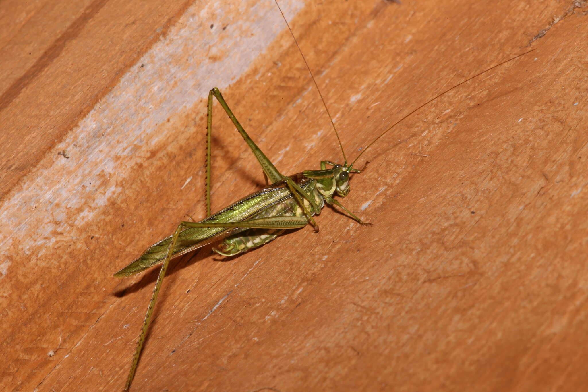 Image of Eastern Cypress Katydid