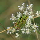 Pseudopodisma transilvanica Galvagni & Fontana 1993的圖片