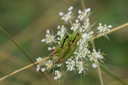 Pseudopodisma transilvanica Galvagni & Fontana 1993 resmi