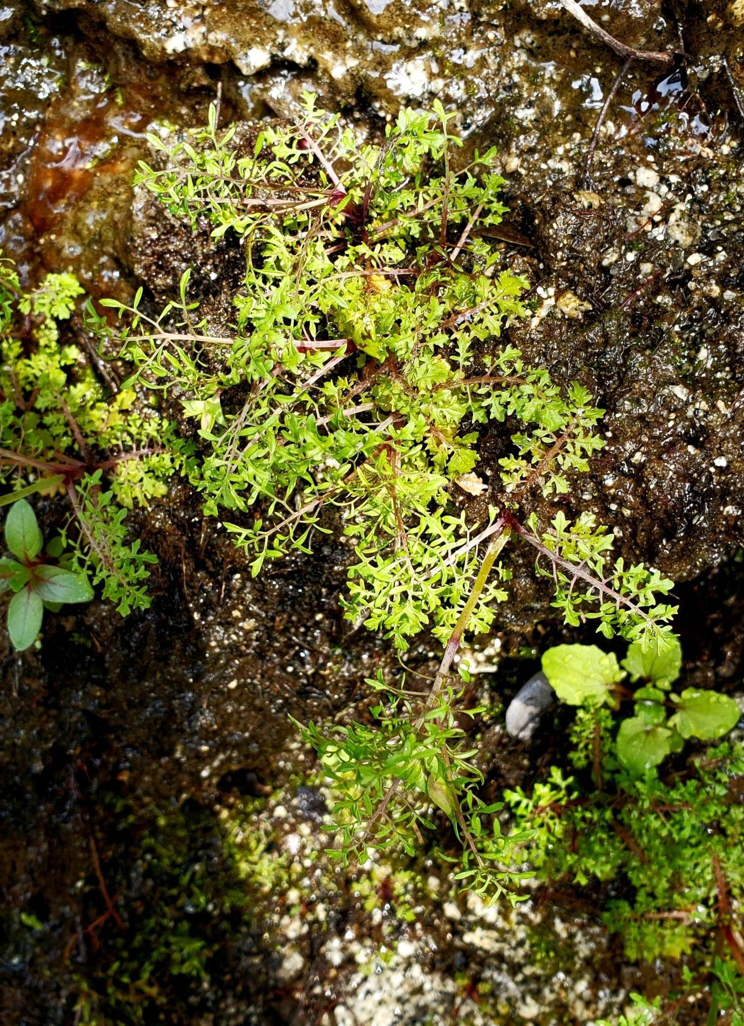 Sivun Erythranthe filicifolia (Sexton, K. G. Ferris & Schoenig) G. L. Nesom kuva