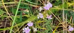 Imagem de Astragalus silvisteppaceus Knjaz.