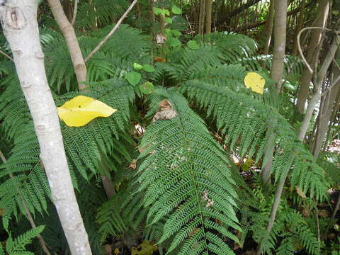 Imagem de Pteris tripartita Sw.