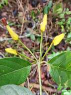 Image of Mendoncia velloziana (C. Martius) Nees