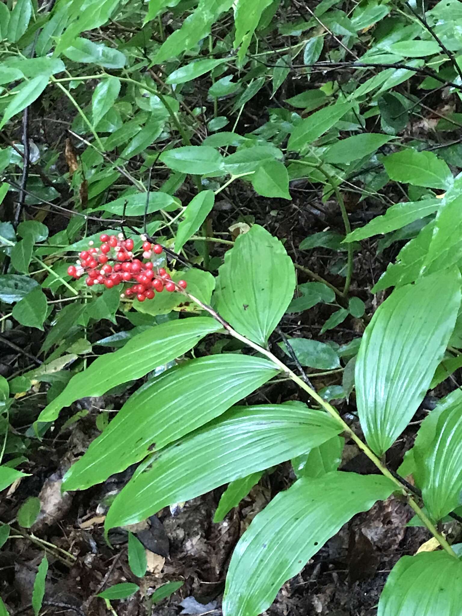 Image of feathery false lily of the valley