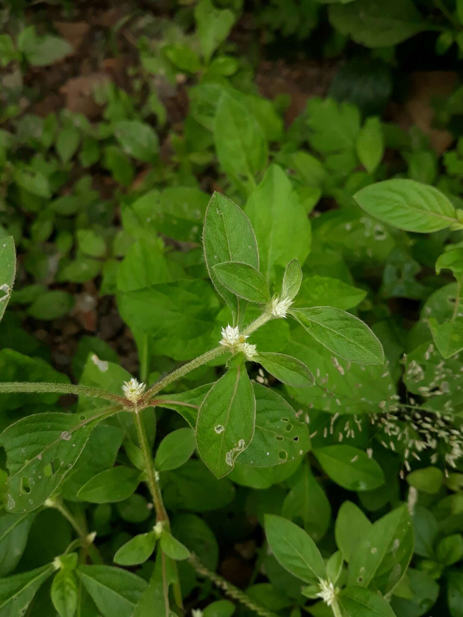 صورة Alternanthera ficoidea (L.) R. Br.