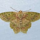 Image of Herochroma urapteraria Walker 1860