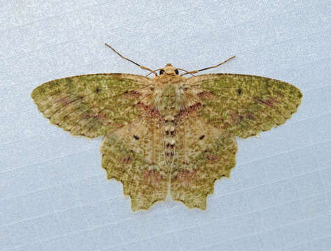 Image of Herochroma urapteraria Walker 1860