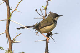 Image of Bar-throated Apalis