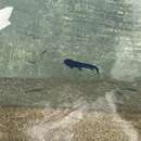 Image of Headwater Catfish