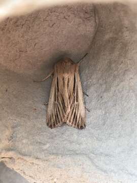 Image of shoulder-striped wainscot