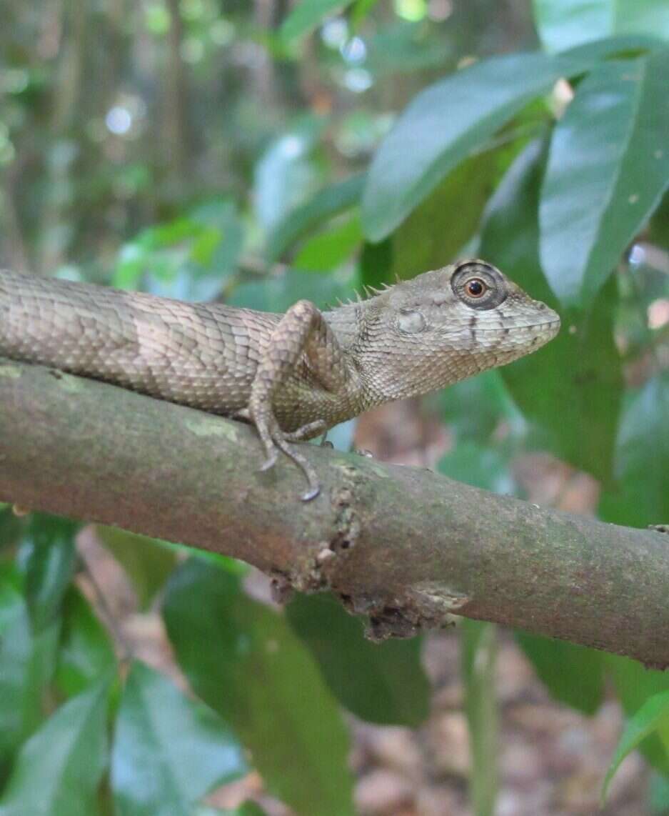 Plancia ëd Calotes liolepis Boulenger 1885