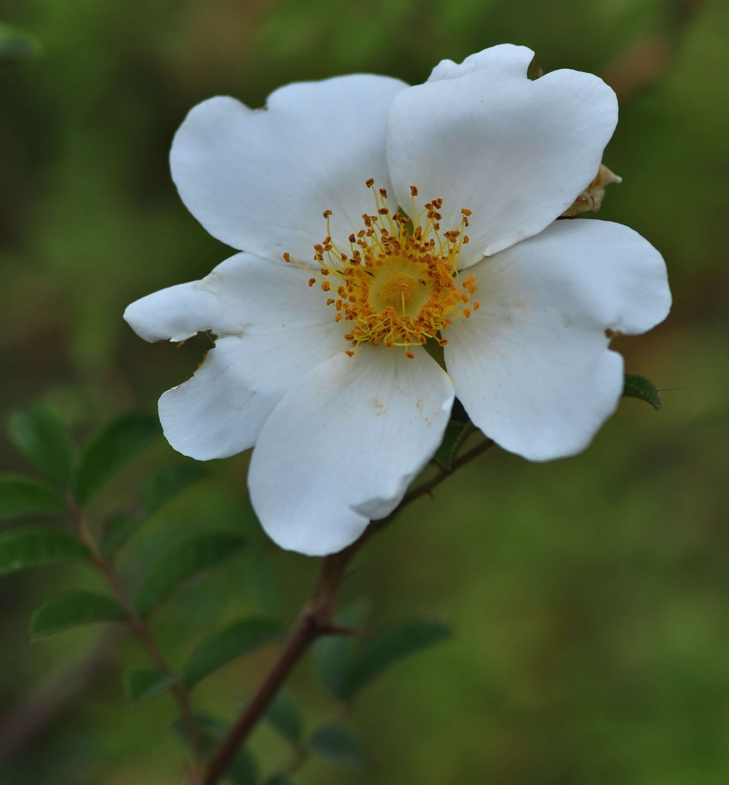 Image of Rosa clinophylla Thory