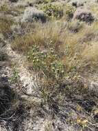 Image of Leucadendron flexuosum I. Williams