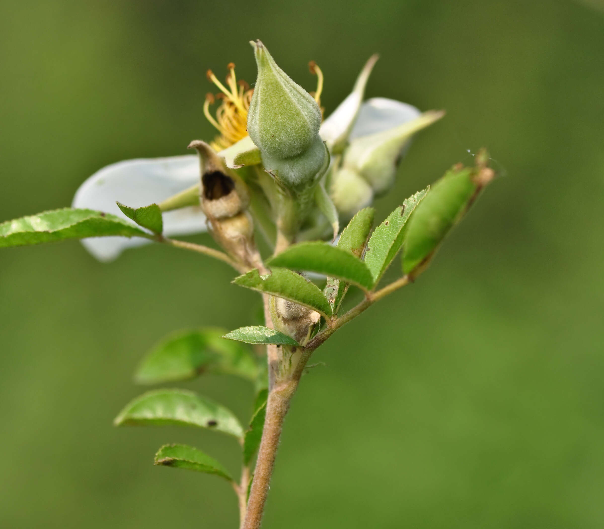 Image of Rosa clinophylla Thory