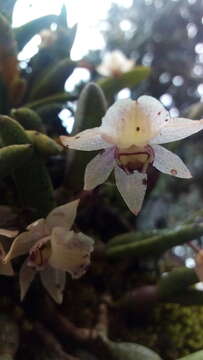 صورة Homalopetalum kienastii (Rchb. fil.) Withner