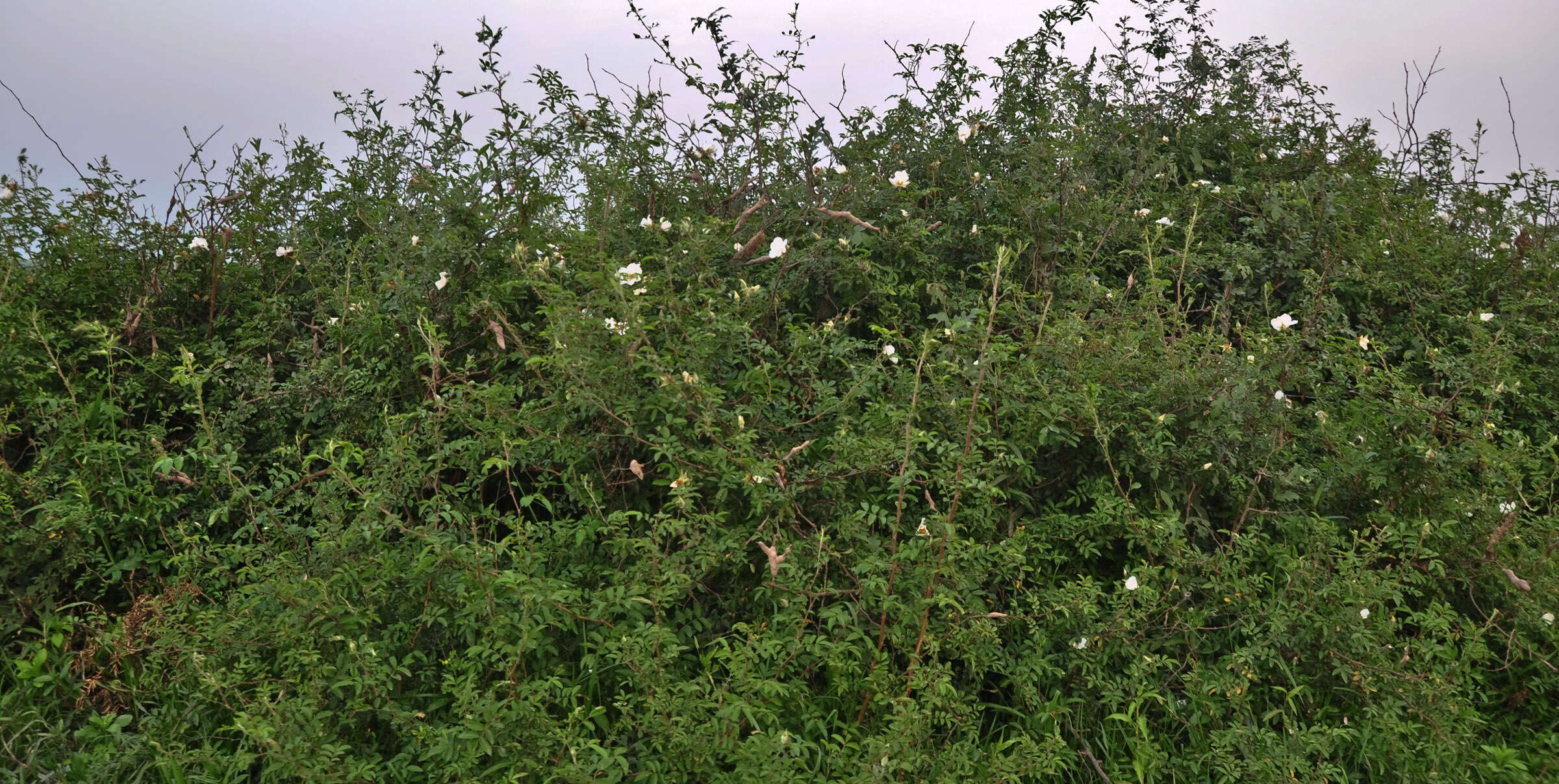 Image of Rosa clinophylla Thory