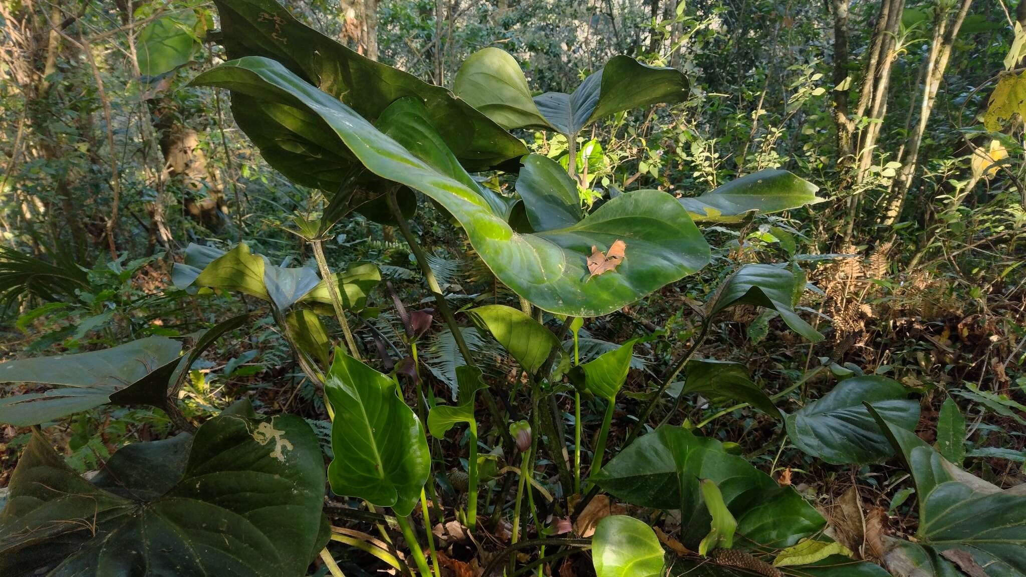 Image of Anthurium nakamurae Matuda