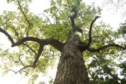 Image of sal tree