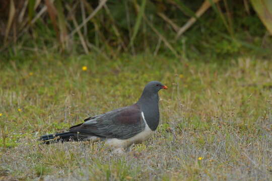 Image of Chatham Island pigeon