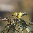 Sivun Acacia latisepala Pedley kuva