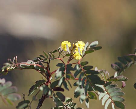 Sivun Acacia latisepala Pedley kuva