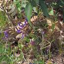 Image of Sainfoin vetch