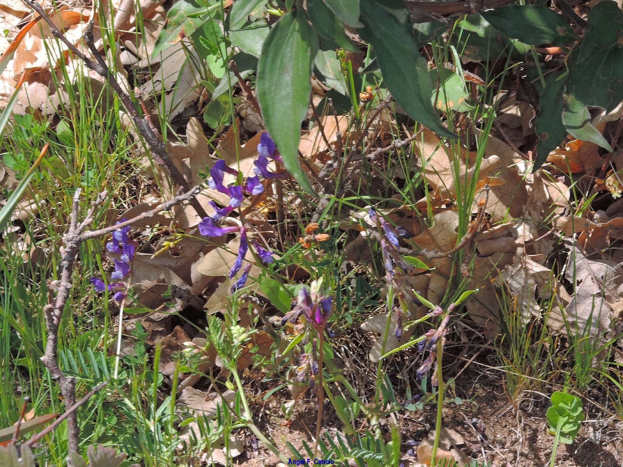 Image of Sainfoin vetch