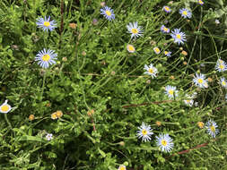 Felicia amoena subsp. latifolia Grau resmi