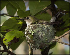 Image of Vervain Hummingbird