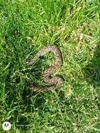 Image of Mexican Lancehead Rattlesnake