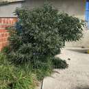 Image de Solanum nitidum Ruiz & Pav.