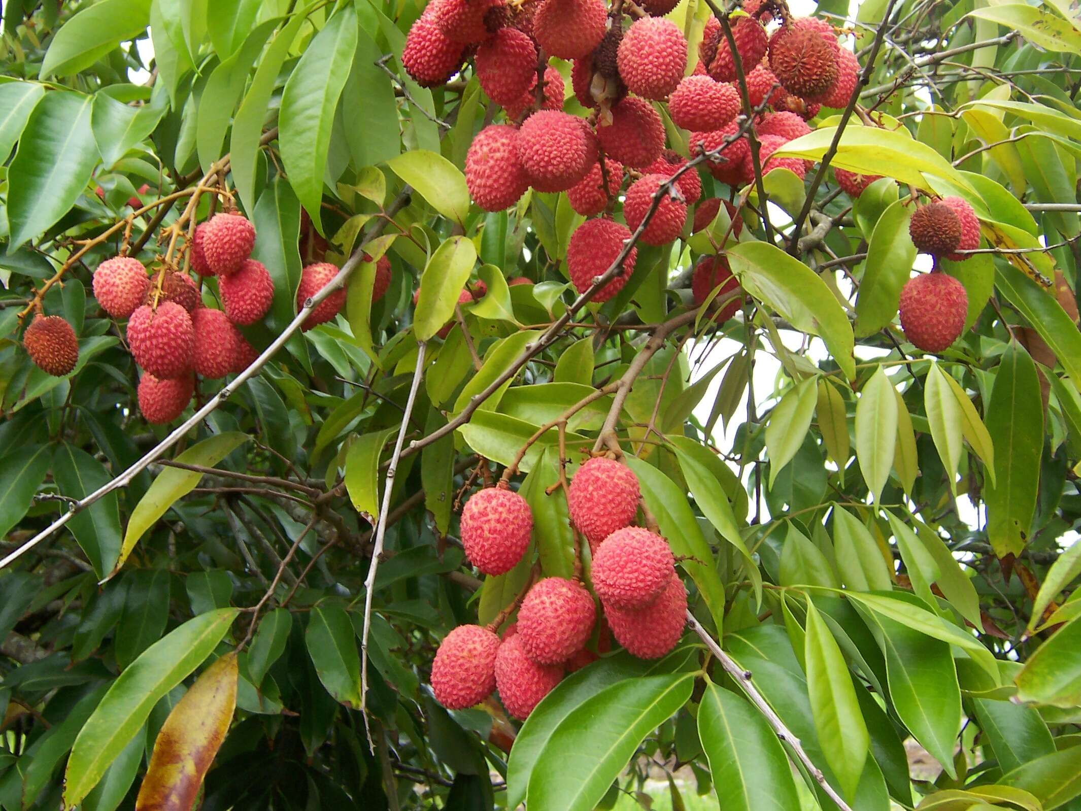 Image of lychee