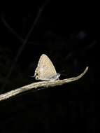 Image of Theclinesthes onycha (Hewitson 1865)