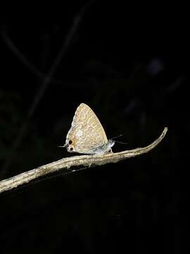 صورة Theclinesthes onycha (Hewitson 1865)