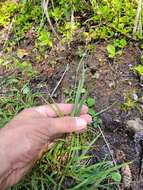 Image of scrabrous black sedge