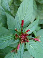 Image of Lopezia racemosa Cav.