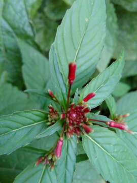 Image of Lopezia racemosa Cav.