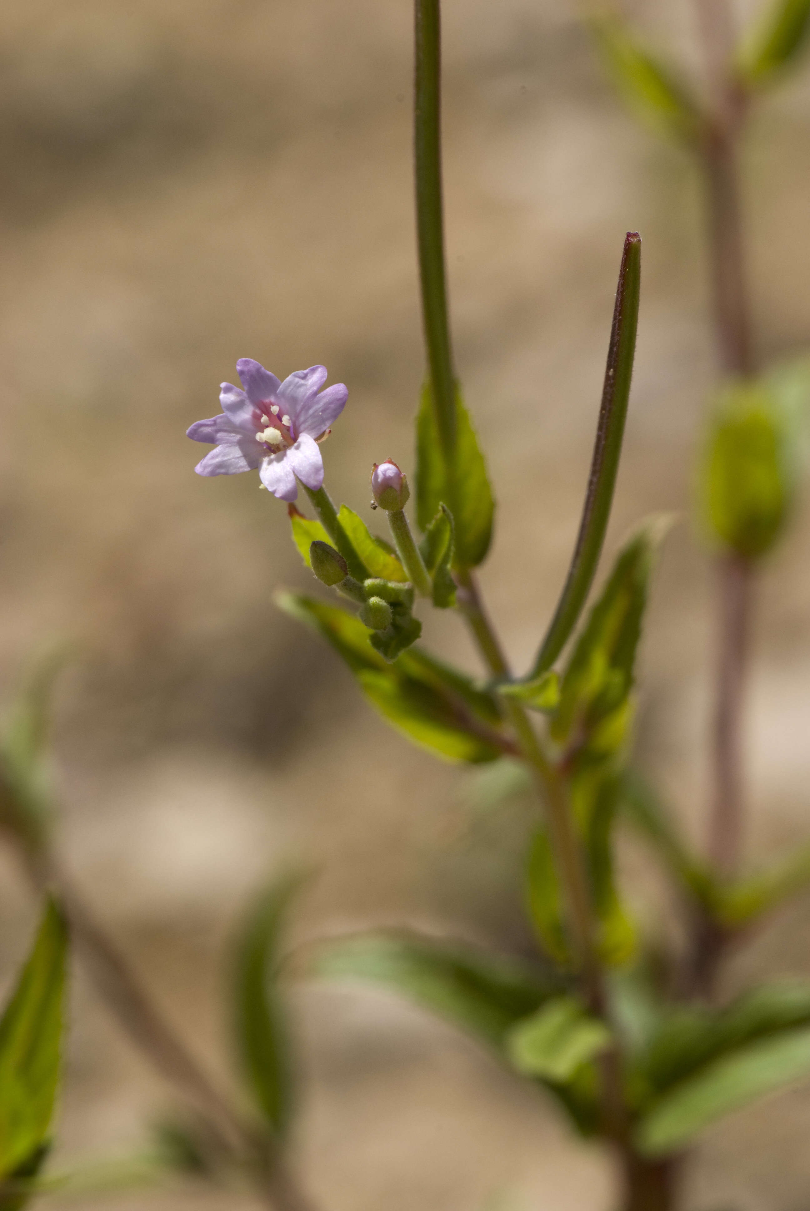 Imagem de Epilobium tetragonum L.