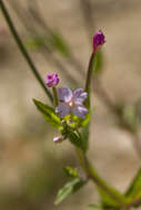 Imagem de Epilobium tetragonum L.