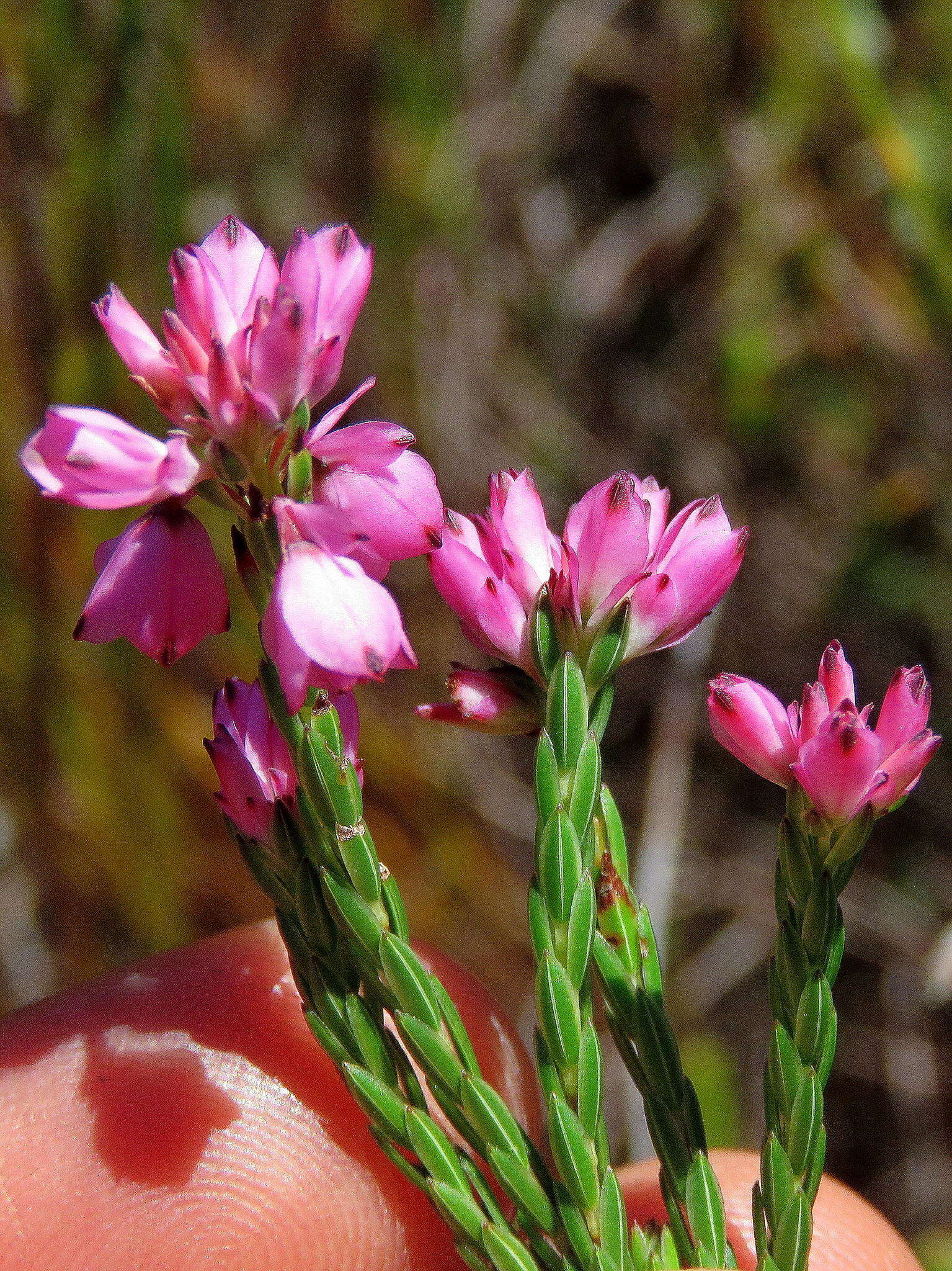 Image of Erica corifolia var. corifolia