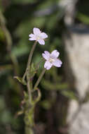 Imagem de Epilobium tetragonum L.