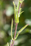 Imagem de Epilobium tetragonum L.