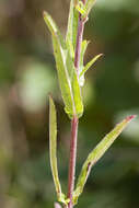 Imagem de Epilobium tetragonum L.