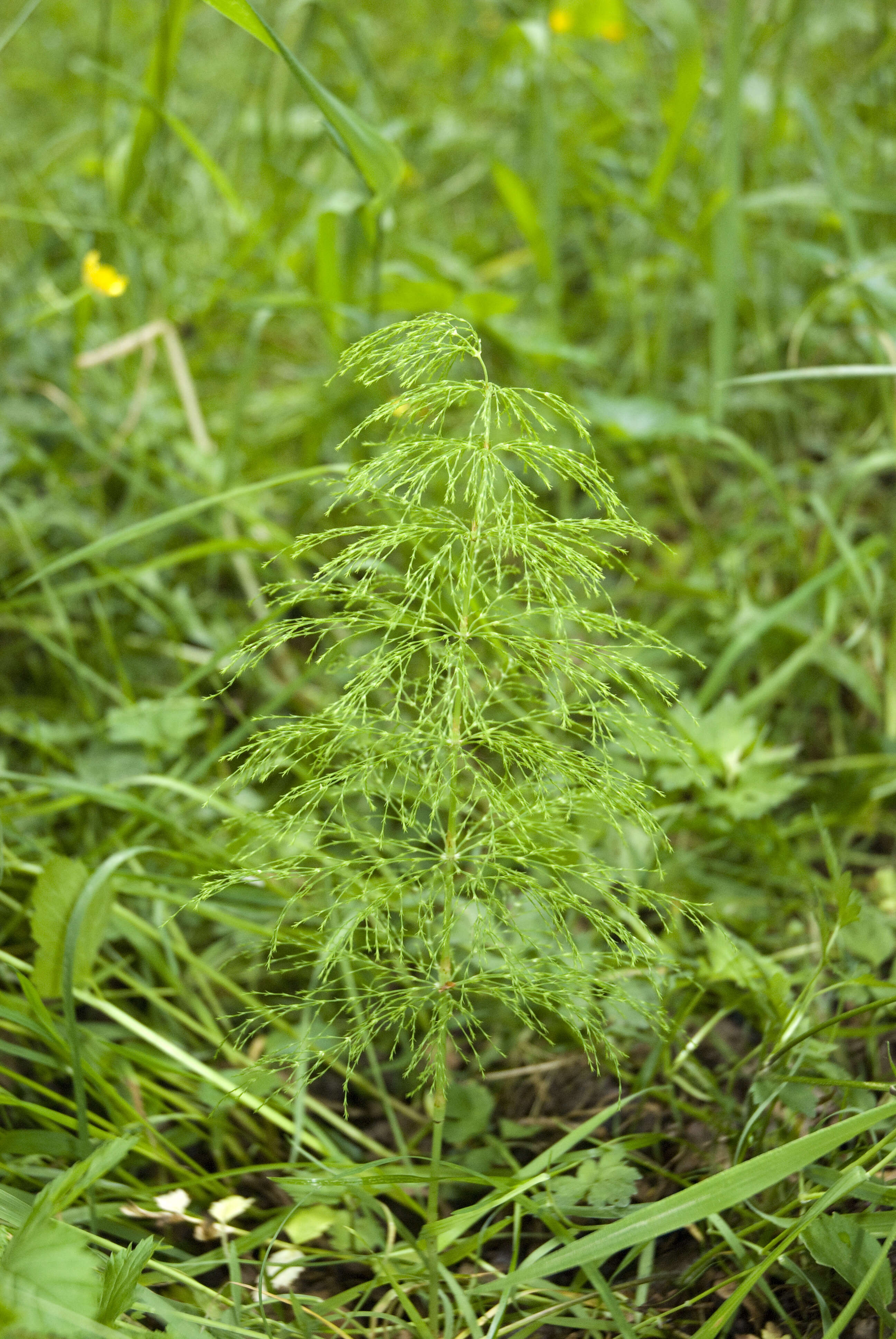 Слика од Equisetum sylvaticum L.