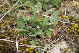 Image of Common Stork's-bill