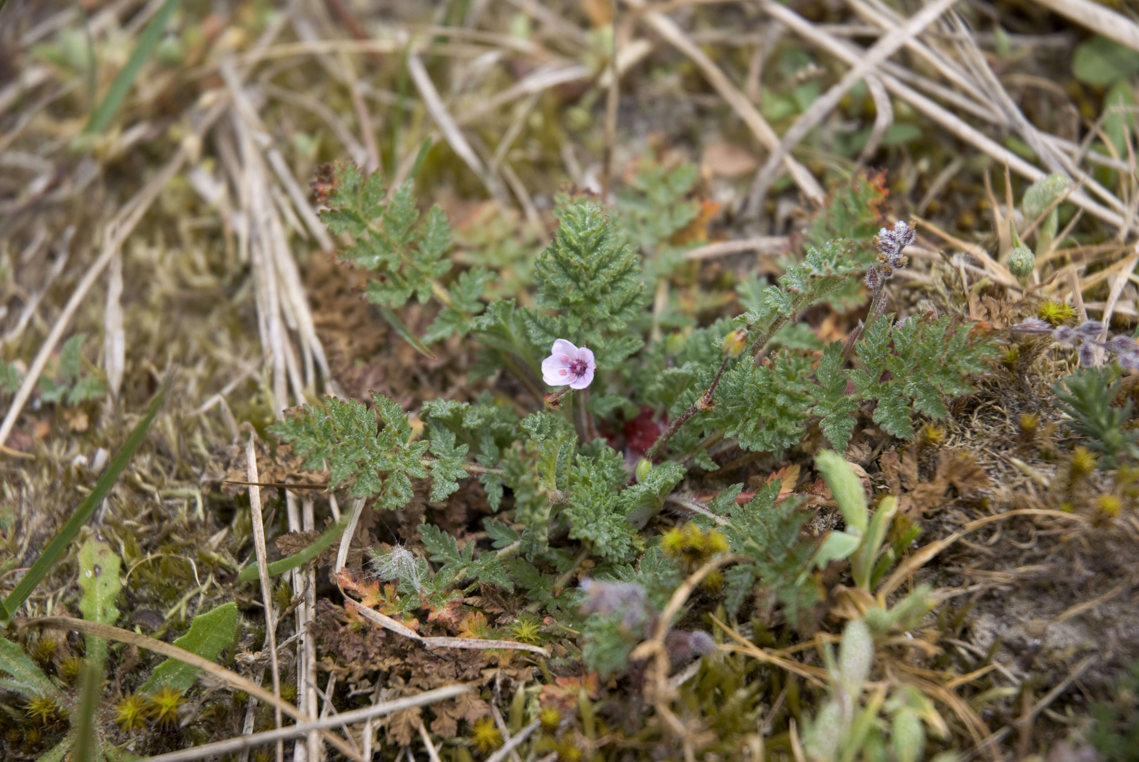 Imagem de Erodium cicutarium (L.) L'Her.