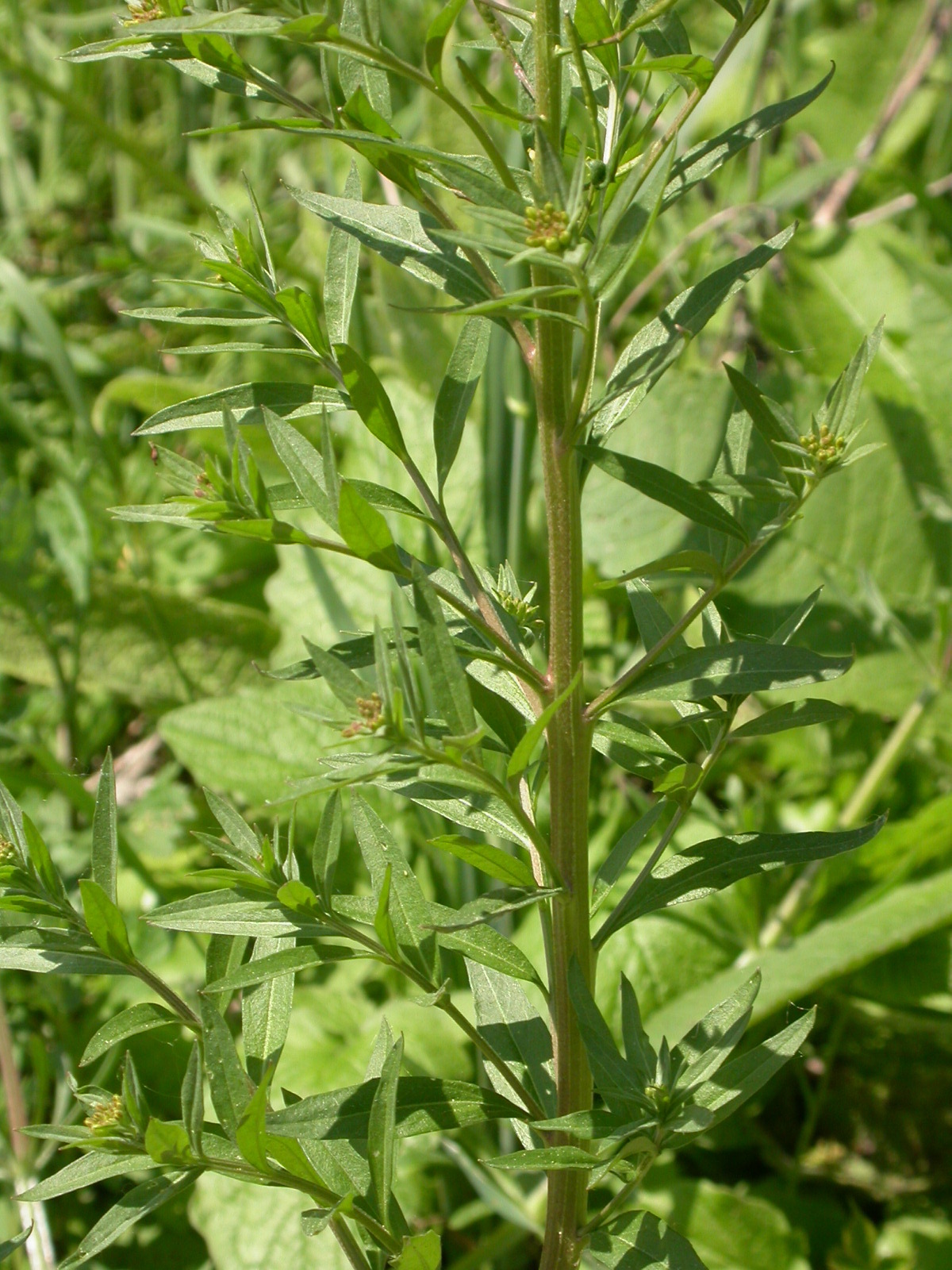 Erysimum cheiranthoides (rights holder: Olivier Pichard)