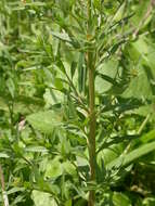 Image of treacle mustard