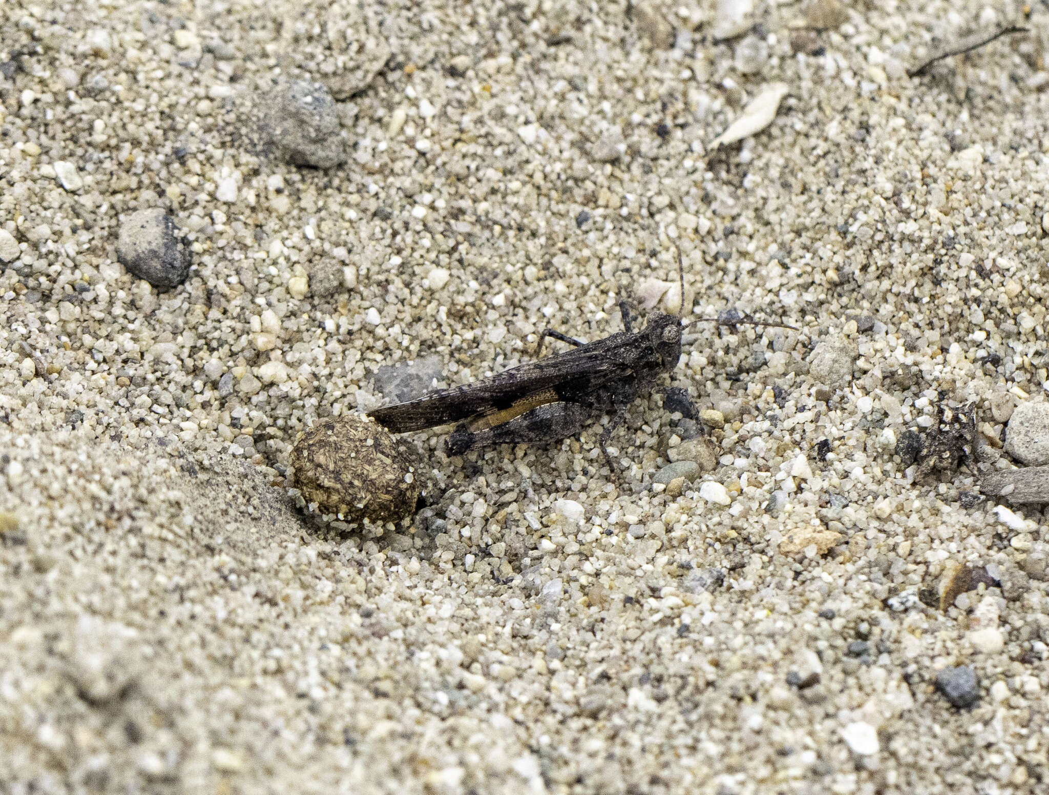 Image of Cristate Grasshopper