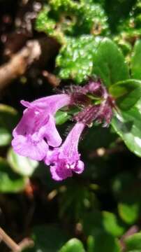 Sivun Clinopodium laxiflorum (Hayata) K. Mori kuva